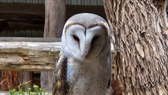 Capes Raptor Centre
