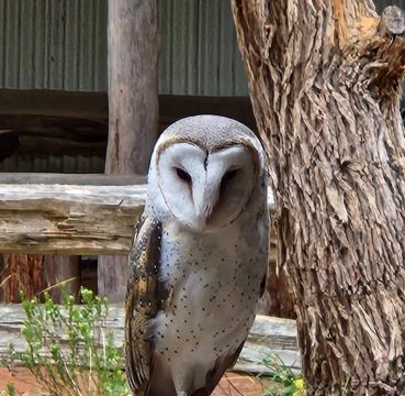 Capes Raptor Centre