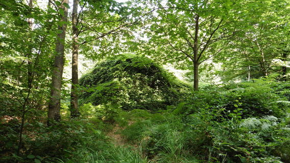 Forêt Domaniale de Verzy