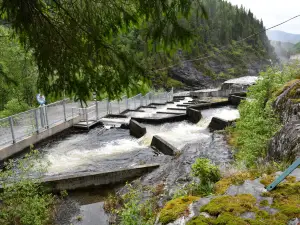 Namsen Salmon Aquarium