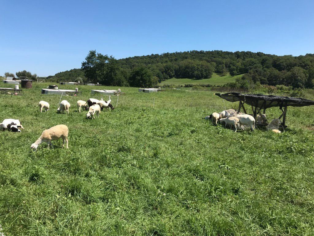 Polyface Farms