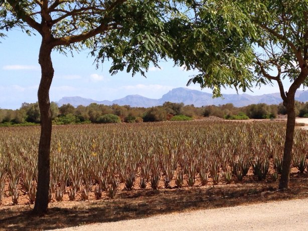 Aloe Vera Farm Mallorca Tickets [2026] - Promos, Prices, Reviews & Opening  Hours | Trip.com