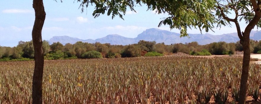 Aloe Vera Farm Mallorca