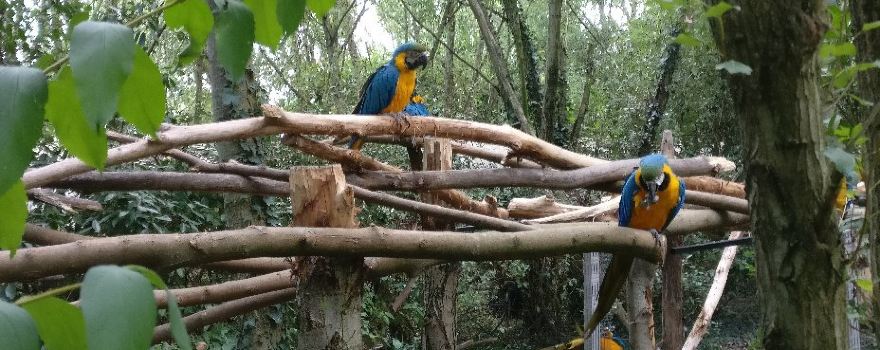 The Parrots Park