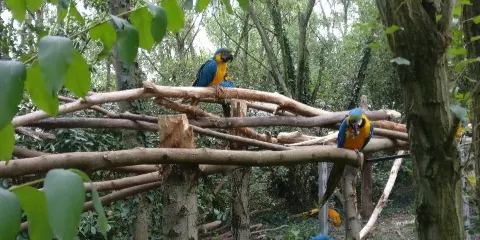 Le Parc des Perroquets