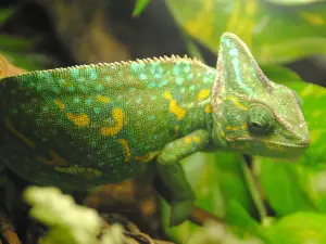Terrarium de Kerdanet