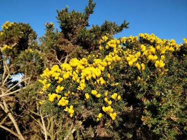 Browns Bay