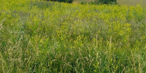 Ferme Biologique le Bouc et la Treille