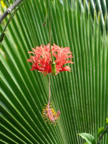 Flora Tropica Botanical Gardens