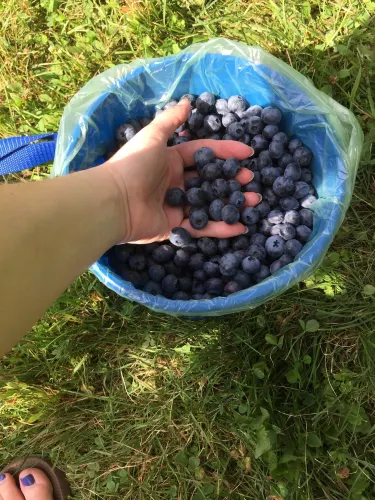 Wildwood Berry Farm
