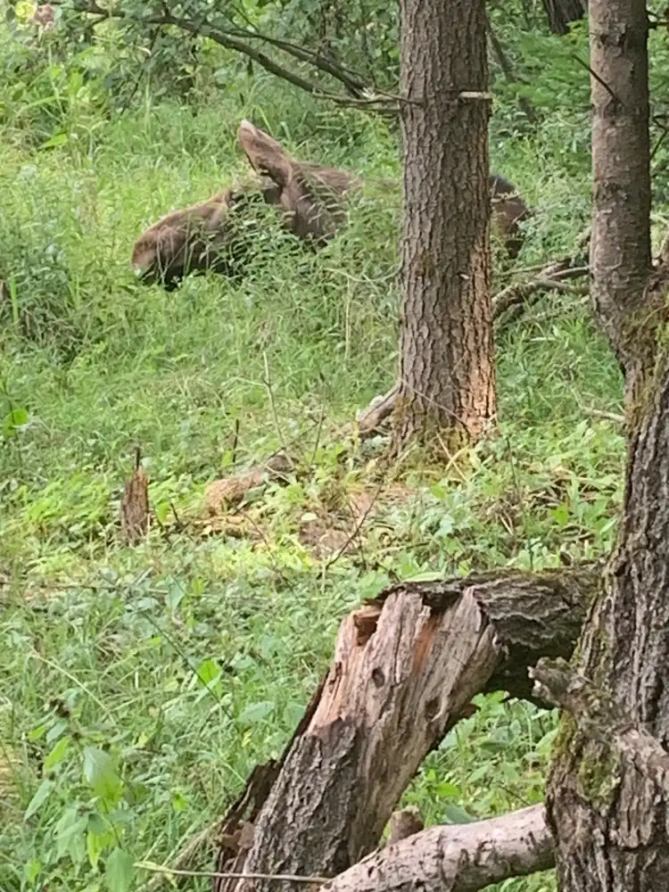Hotels near Aspen Valley Wildlife Sanctuary