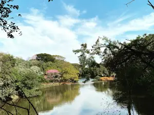 Municipal Park Birds