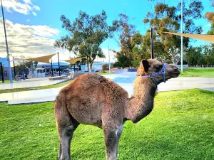 Silverton Outback Camels
