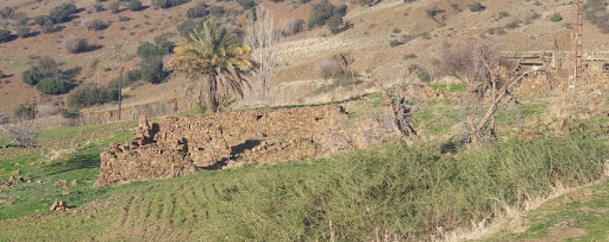 Safsafa الصفصافة