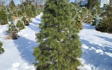 McLaughlin Tree Farm