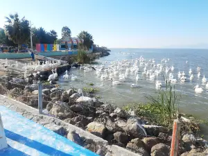 Pelicanos