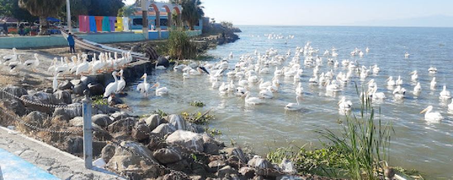 Pelicanos