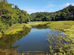 Réserve Forestière de Majimbini