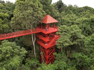 Canopy Walkway