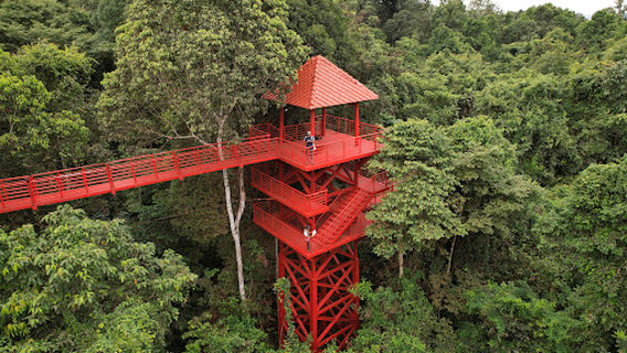 Canopy Walkway
