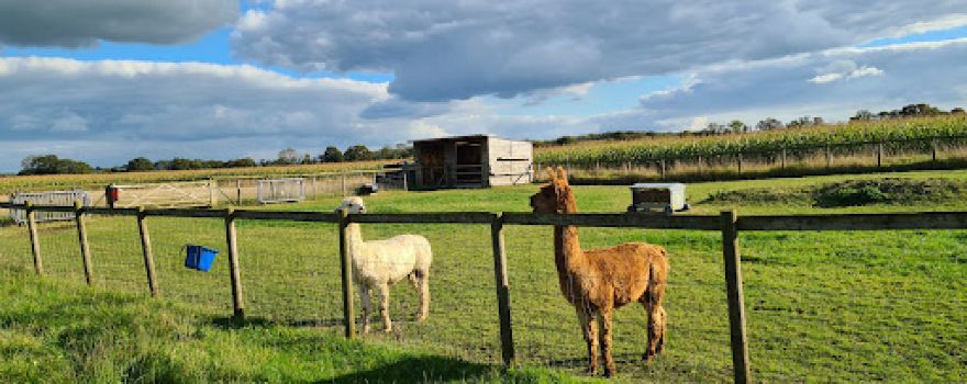 Cary Alpacas, Rag Barn