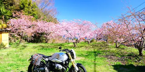 周防大島町 小積の河津桜