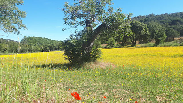Camp de Futbol Municipal de Tossa de Mar