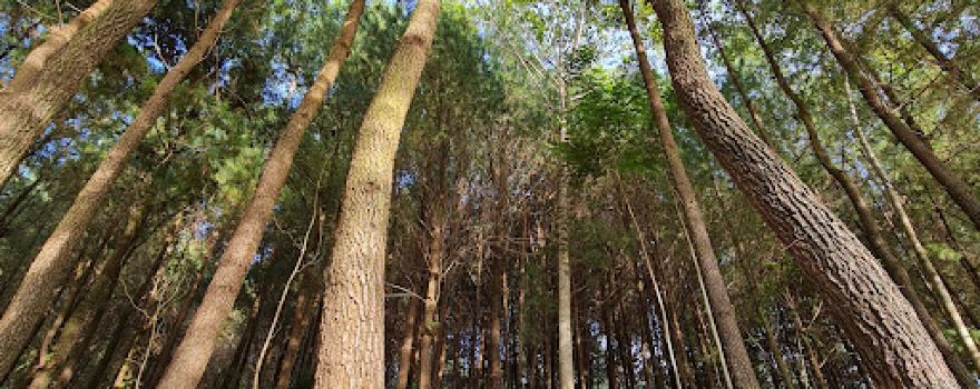 WISATA HUTAN PINUS TANGKALAKA