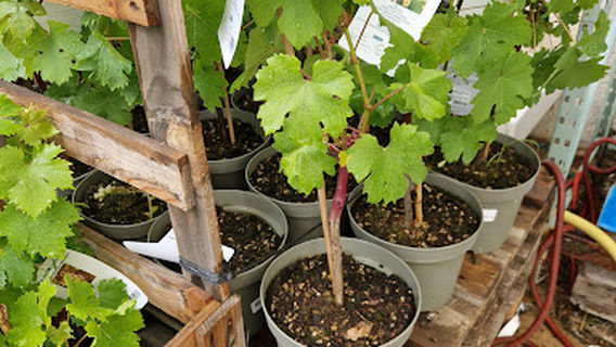 Espace Jardin - Jardinerie, Alimentation Animale