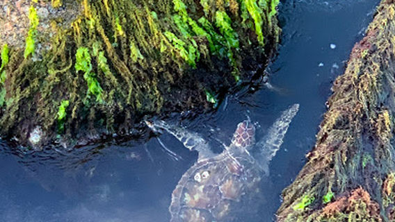 Port Aransas South Jetty