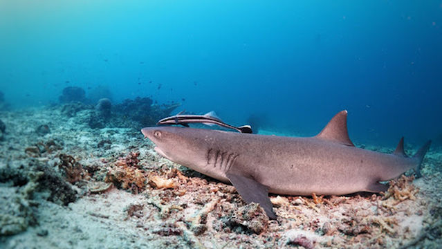 Sea Monster Conservation