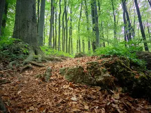 Průchodnice