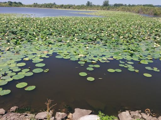 Dupree Memorial Conservation Area