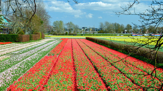Lisse
