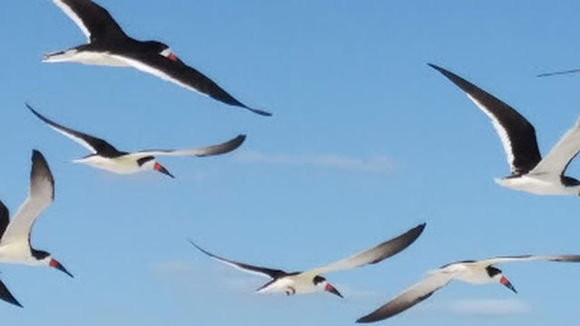 Lido Key Beach, Sarasota FL