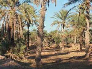 Jebil National Park