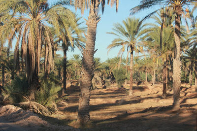 Jebil National Park