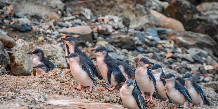 Ōamaru Penguins