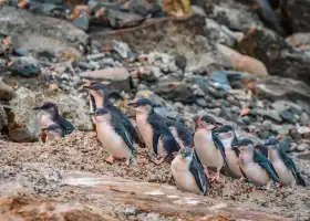 Oamaru Blue Penguin Colony