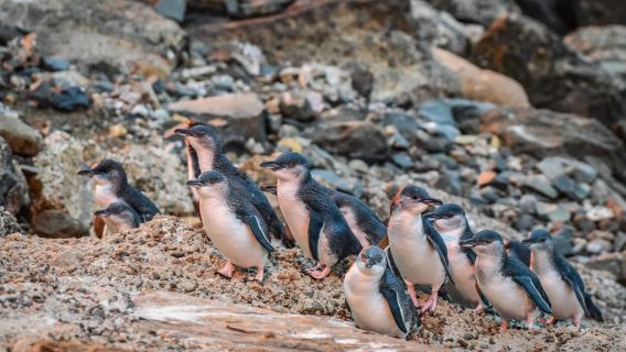 Ōamaru Penguins