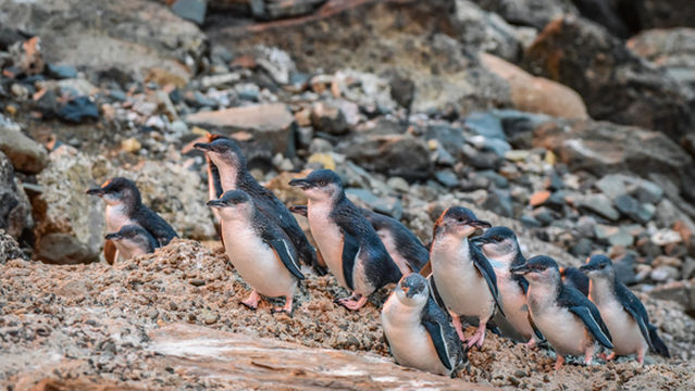 Oamaru Blue Penguin Colony