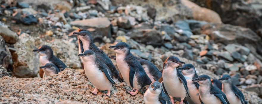 Oamaru Blue Penguin Colony