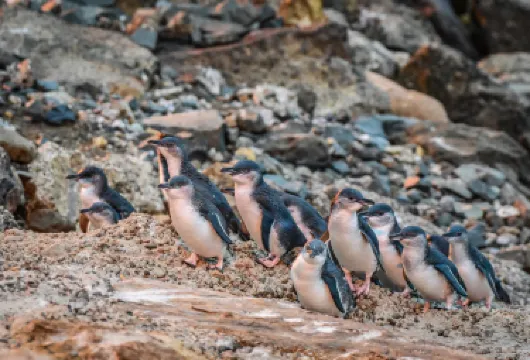 Oamaru blue penguin colony