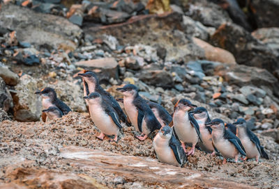 Ōamaru Penguins