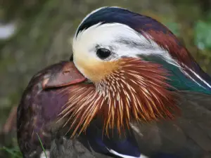 Biotop Wildpark Anholter Schweiz