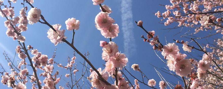 마쿠야마 공원