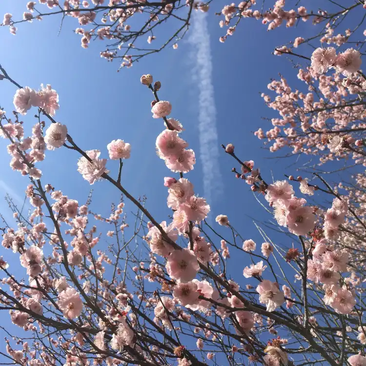 Hotels near Makuyama Park