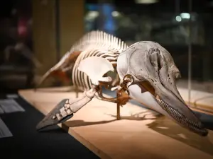 Aquarium-Museum of Liège