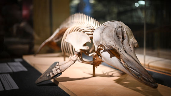 Aquarium-Museum of Liège