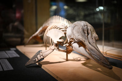 Aquarium-Museum of Liège
